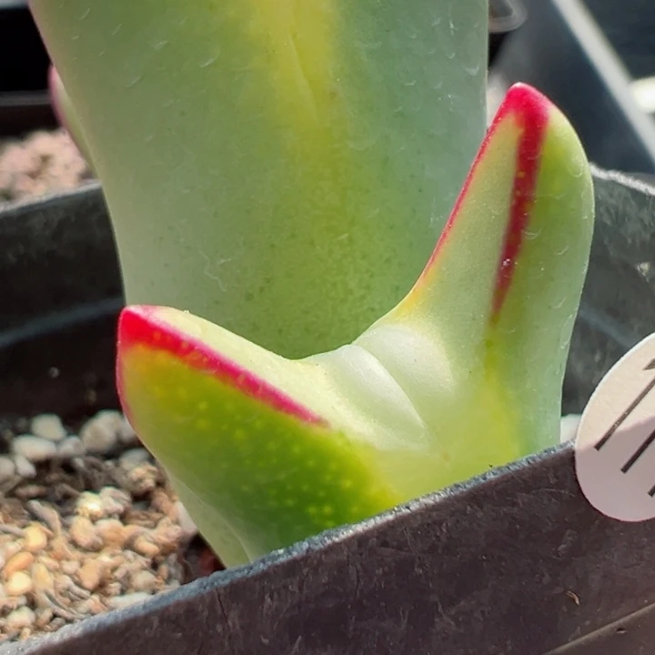 ࿐****111号111111111111