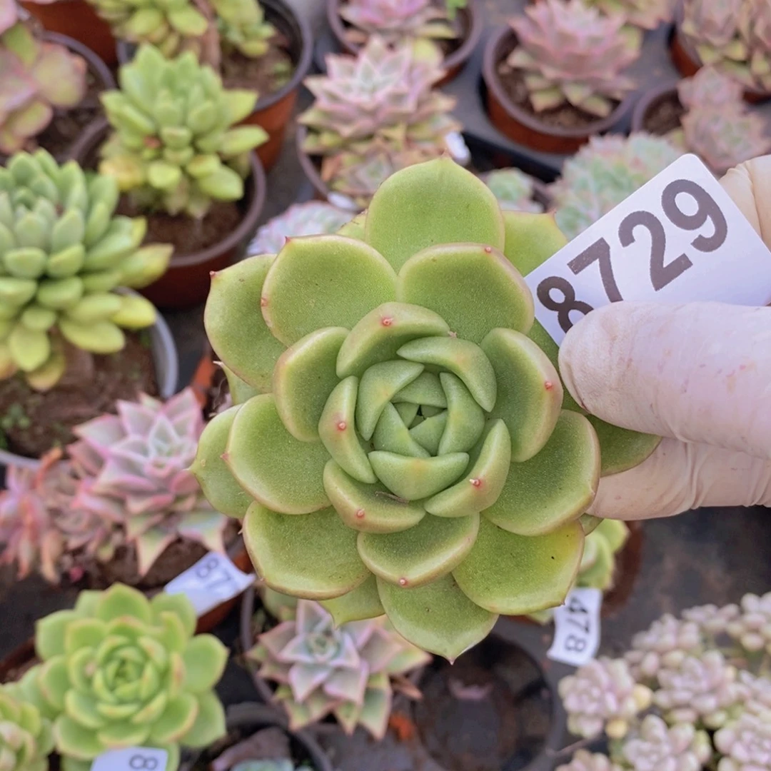 8729白玫瑰一物一拍