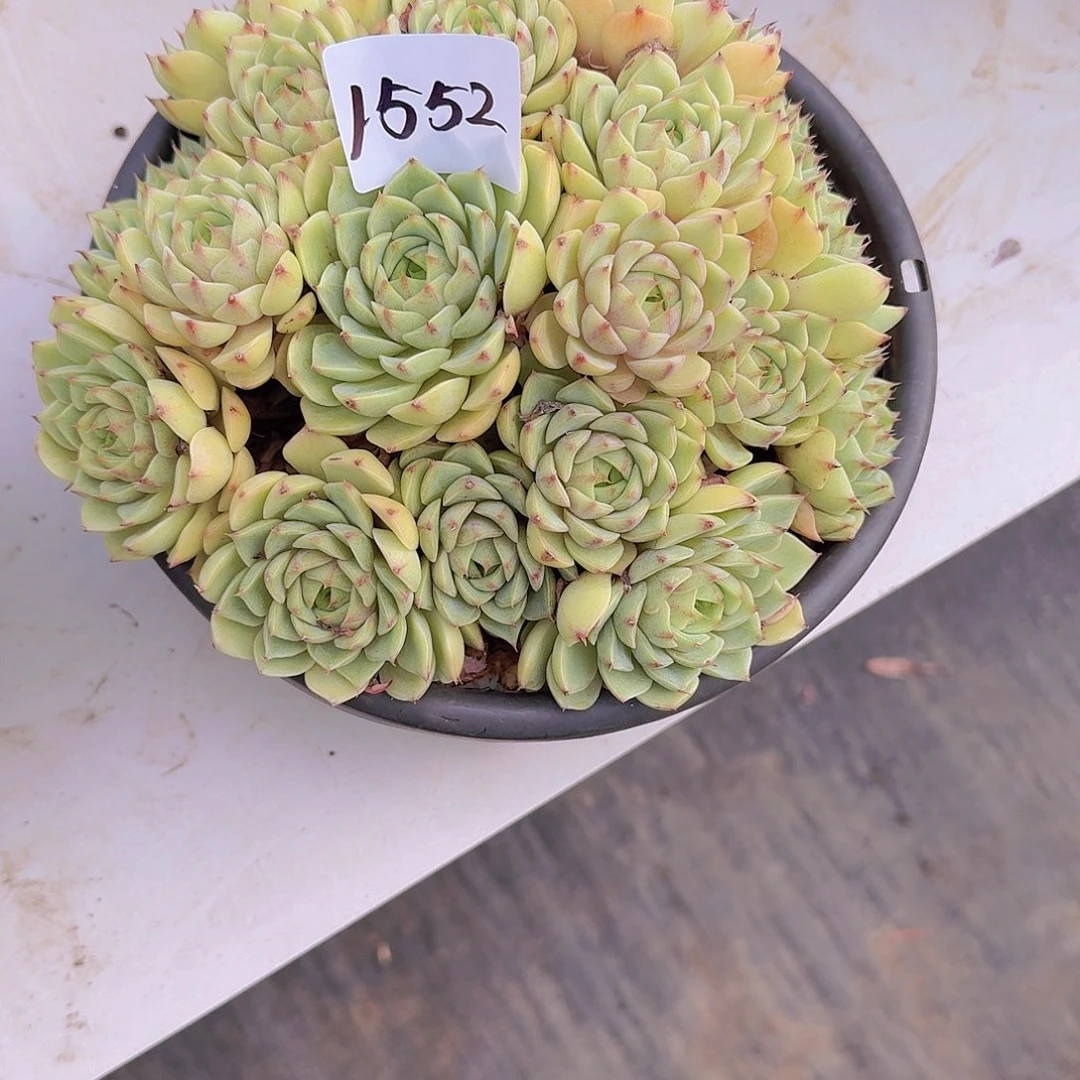 淡***兰1552本巴多肉植物