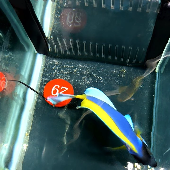 粉蓝吊11+/6-78-29