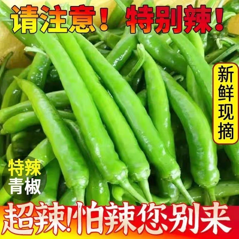 新鲜特辣薄皮杭椒农家江湖直发可腌制炒肉专用青辣椒青椒鲜辣椒