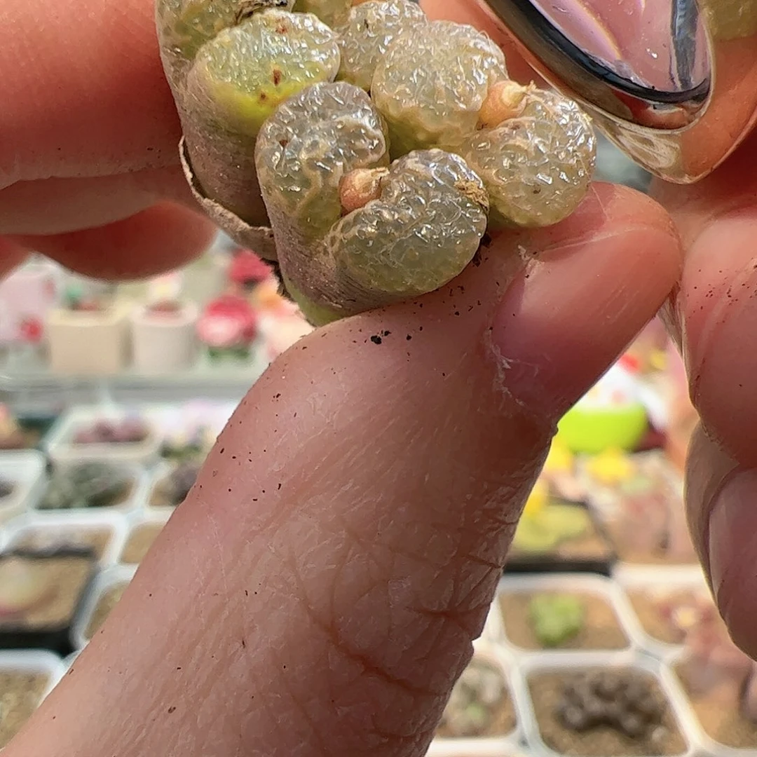 【闪购商品】98 福利