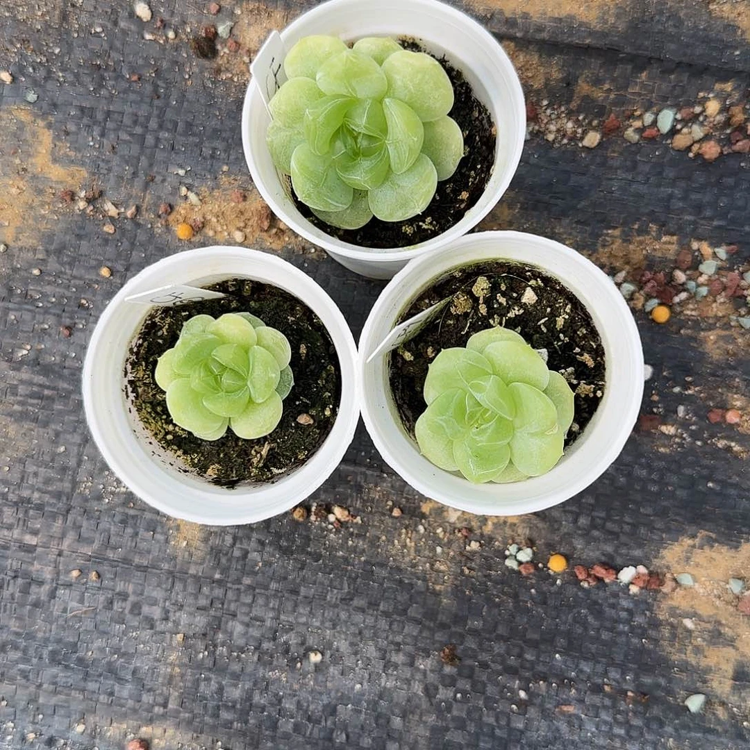 财富9 圆盆8号床一个满25包邮
