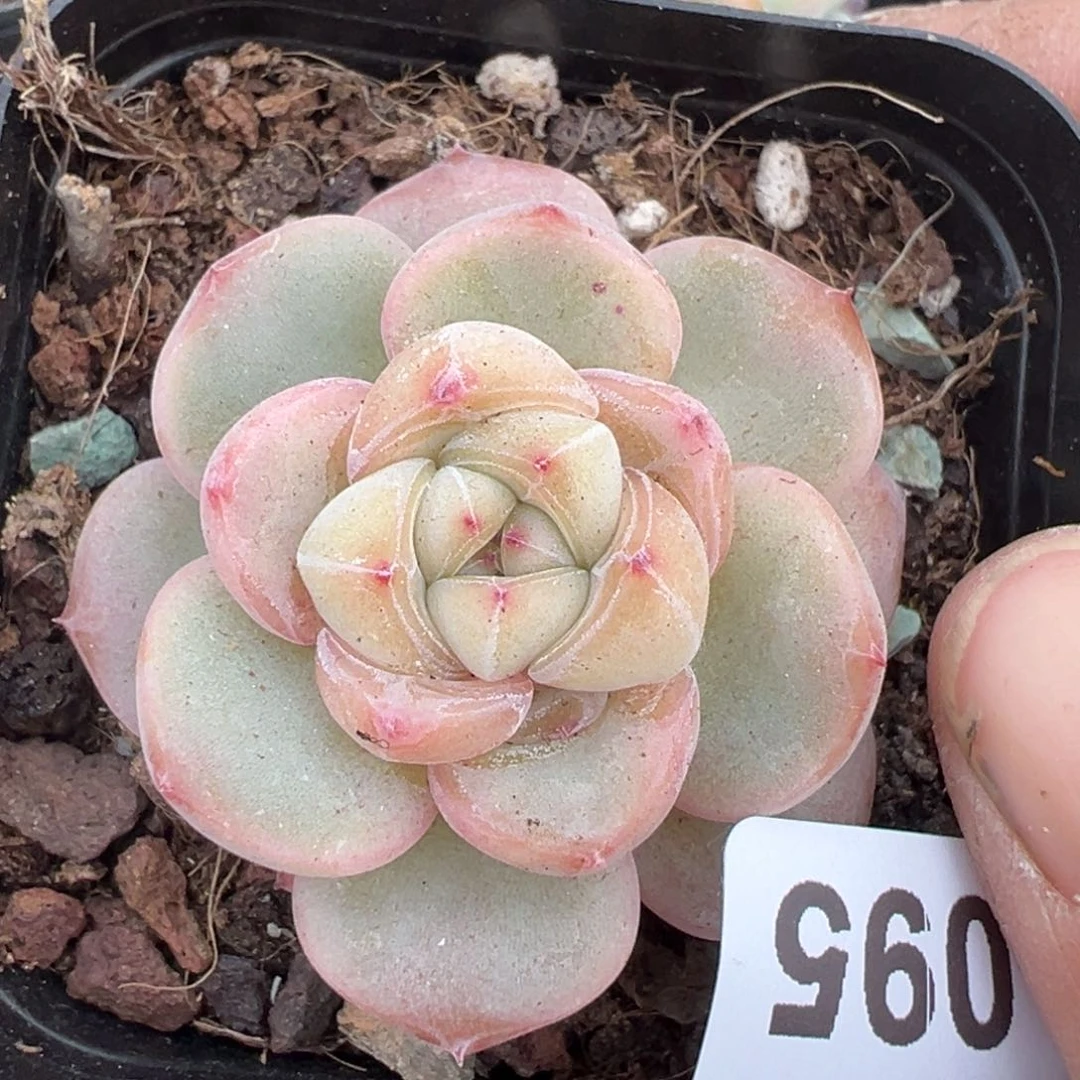 小卡拉米糖心一物一拍22-95