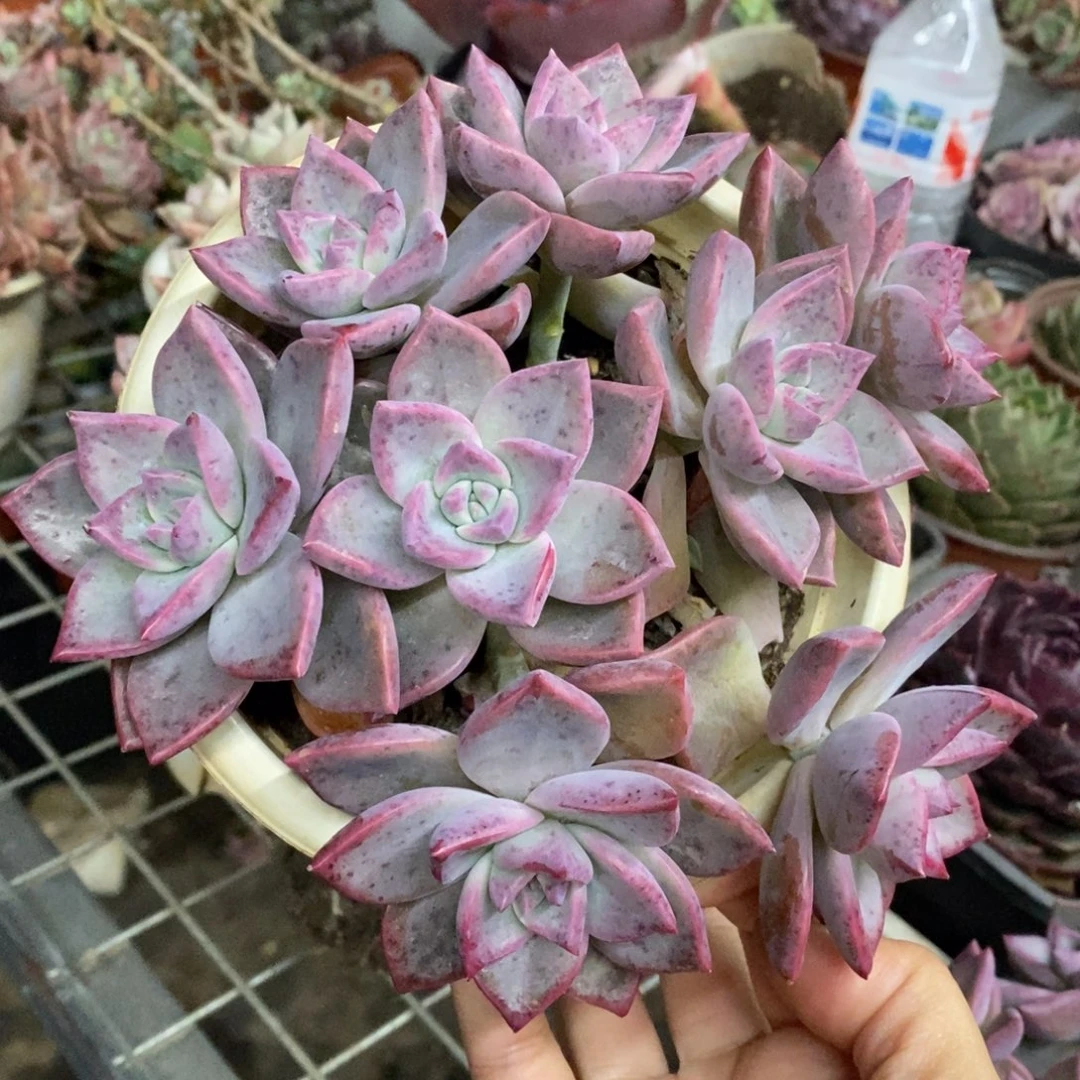 滨月整桩整群手捧