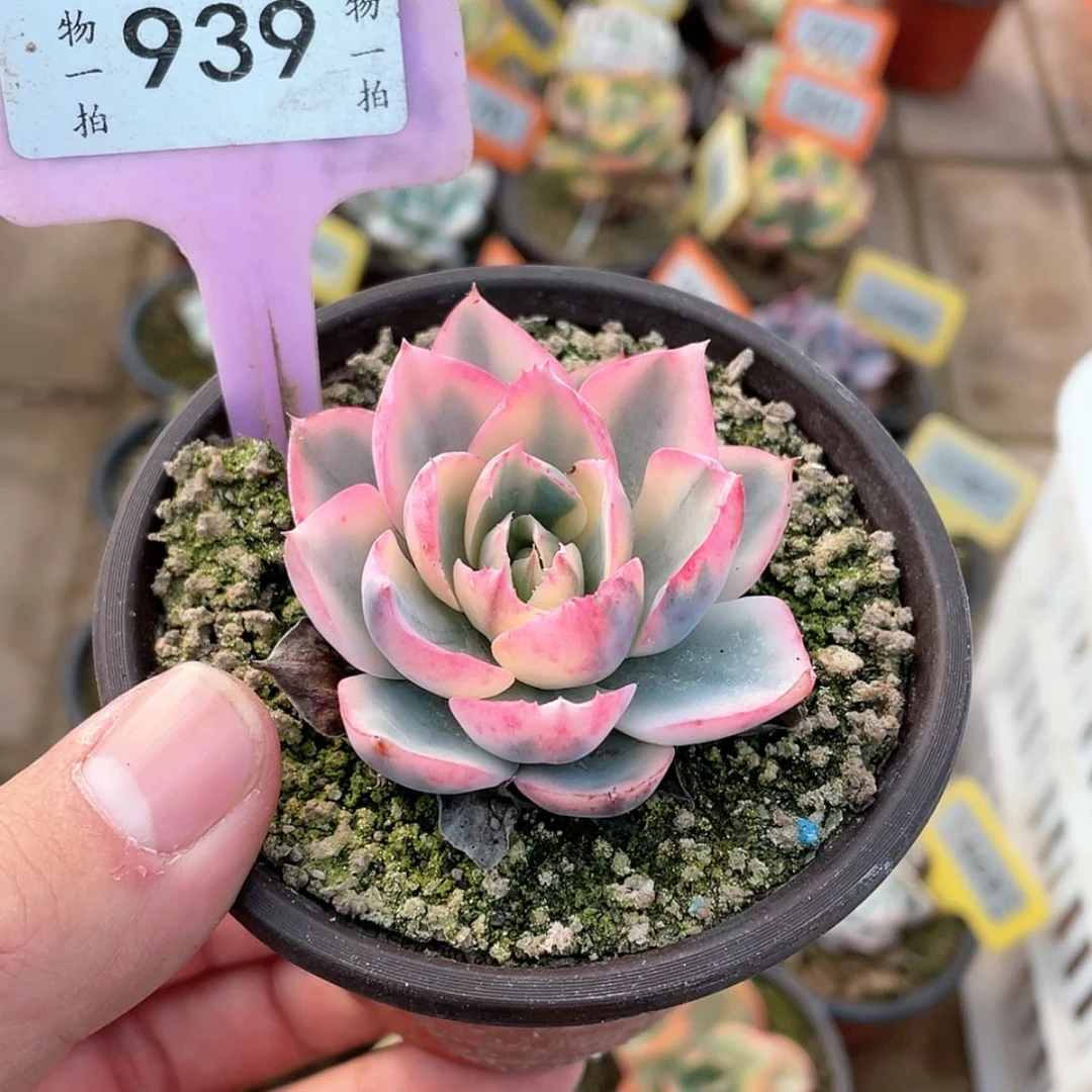 【闪购商品】939号