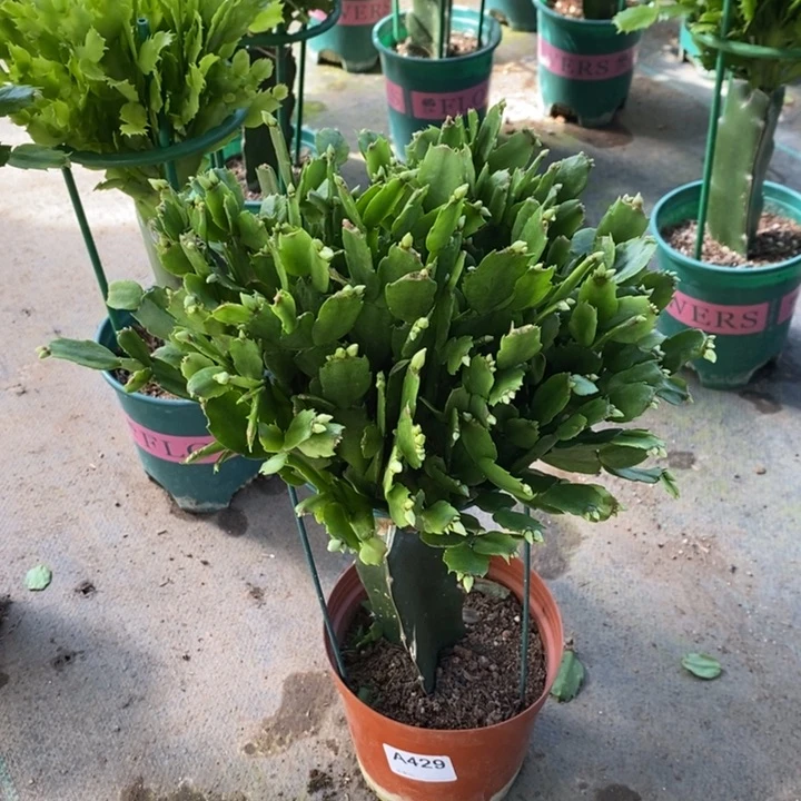 当前无花栽培后可以开花429嫁接新白重