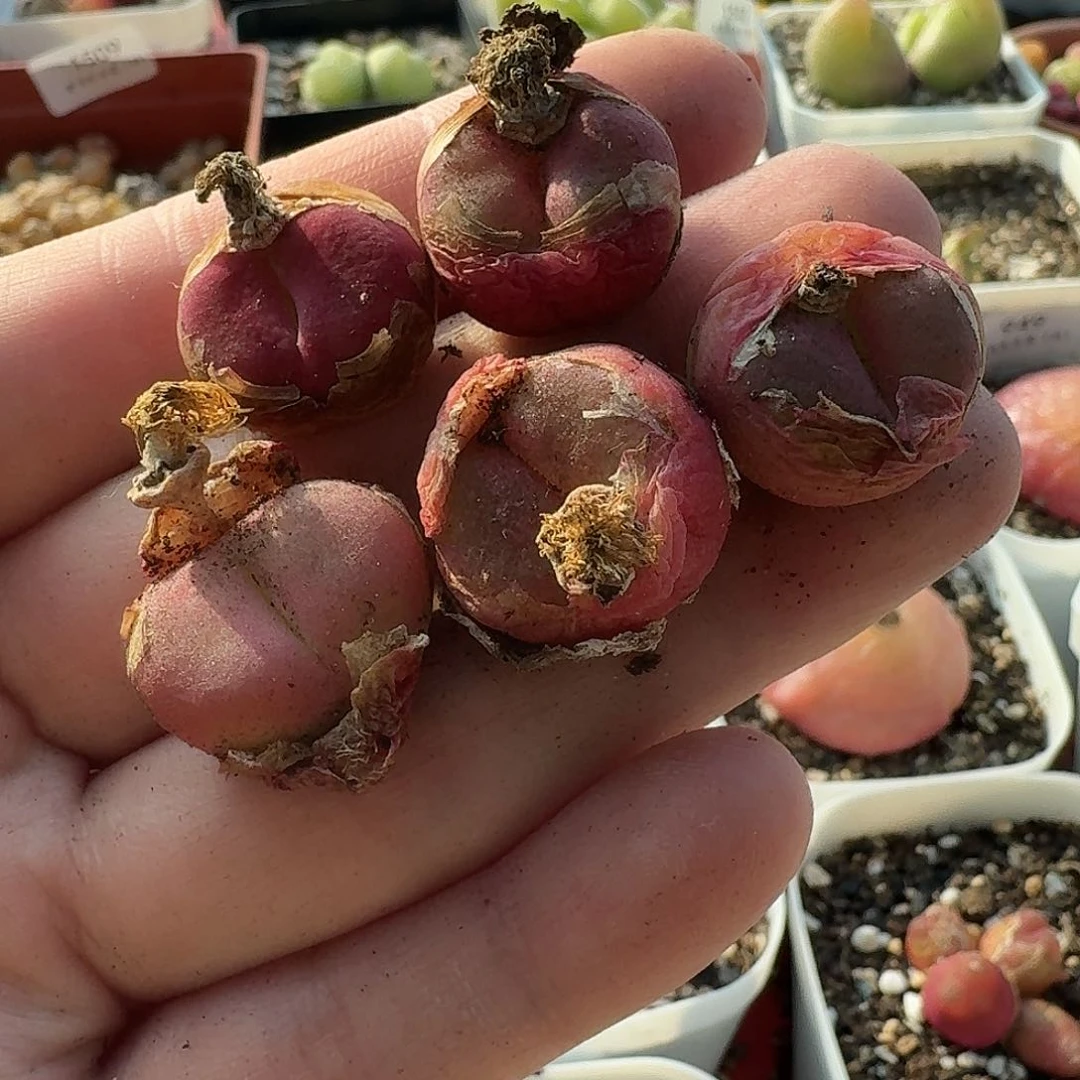 老马生石花毛1523