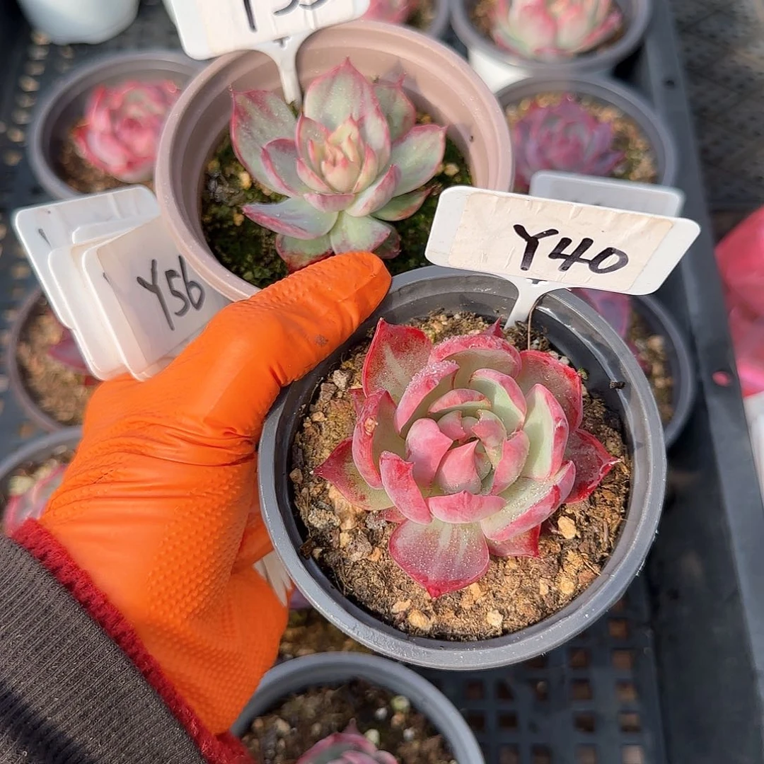 妄*Y35-40惊鸿单头多肉