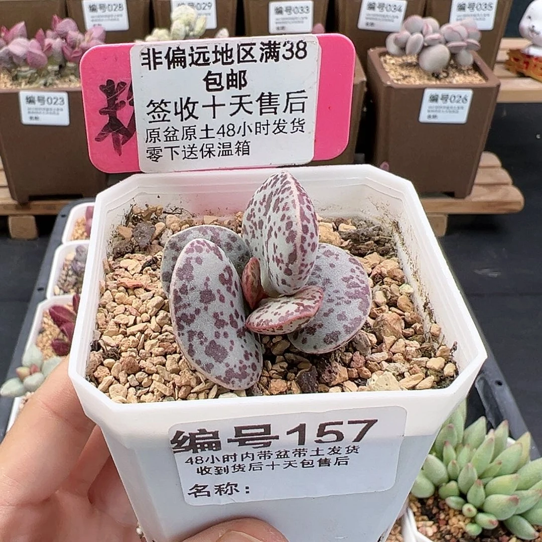 157巨型花蛋多肉