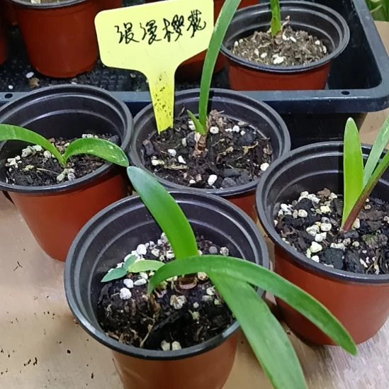 无花朵浪漫樱花0.8发一个