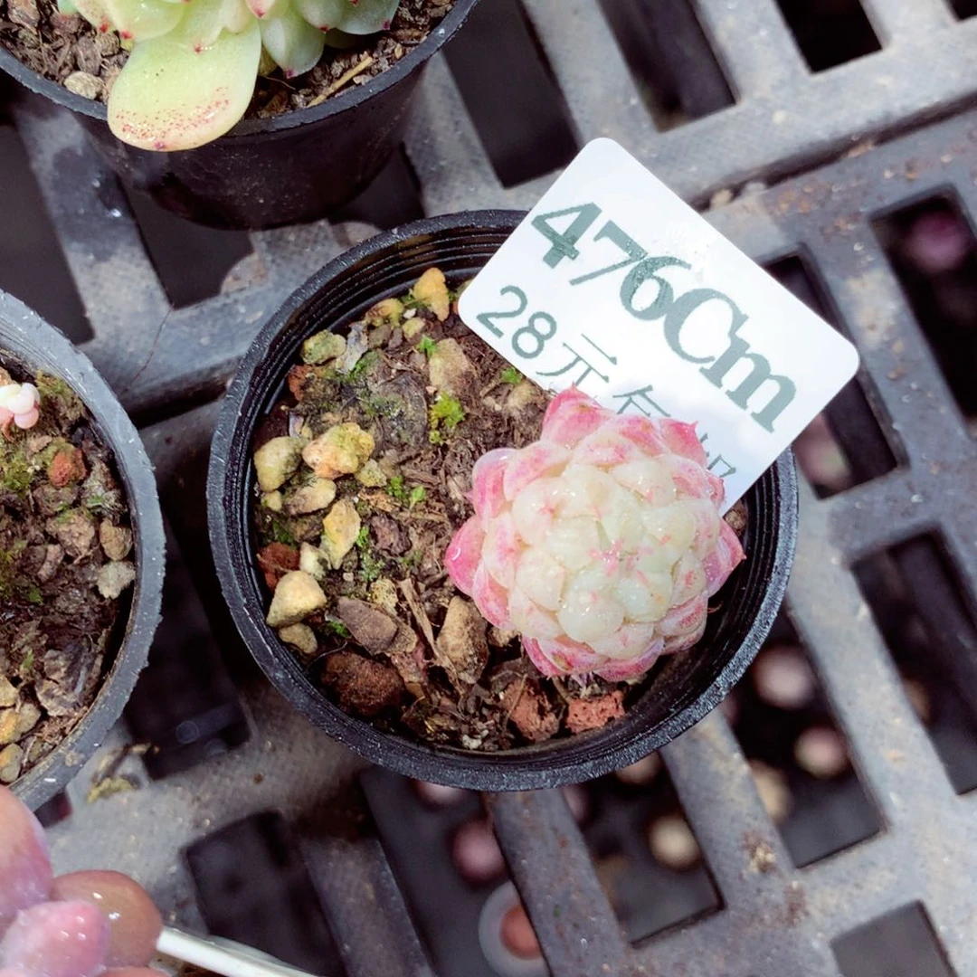 5厘米盆精控多肉476