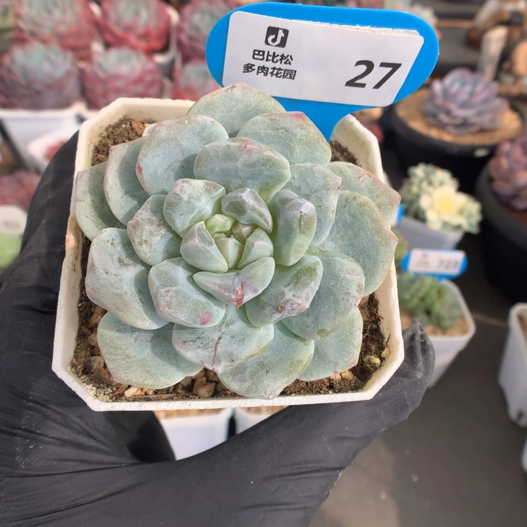 27 黄心冰玉石化多肉