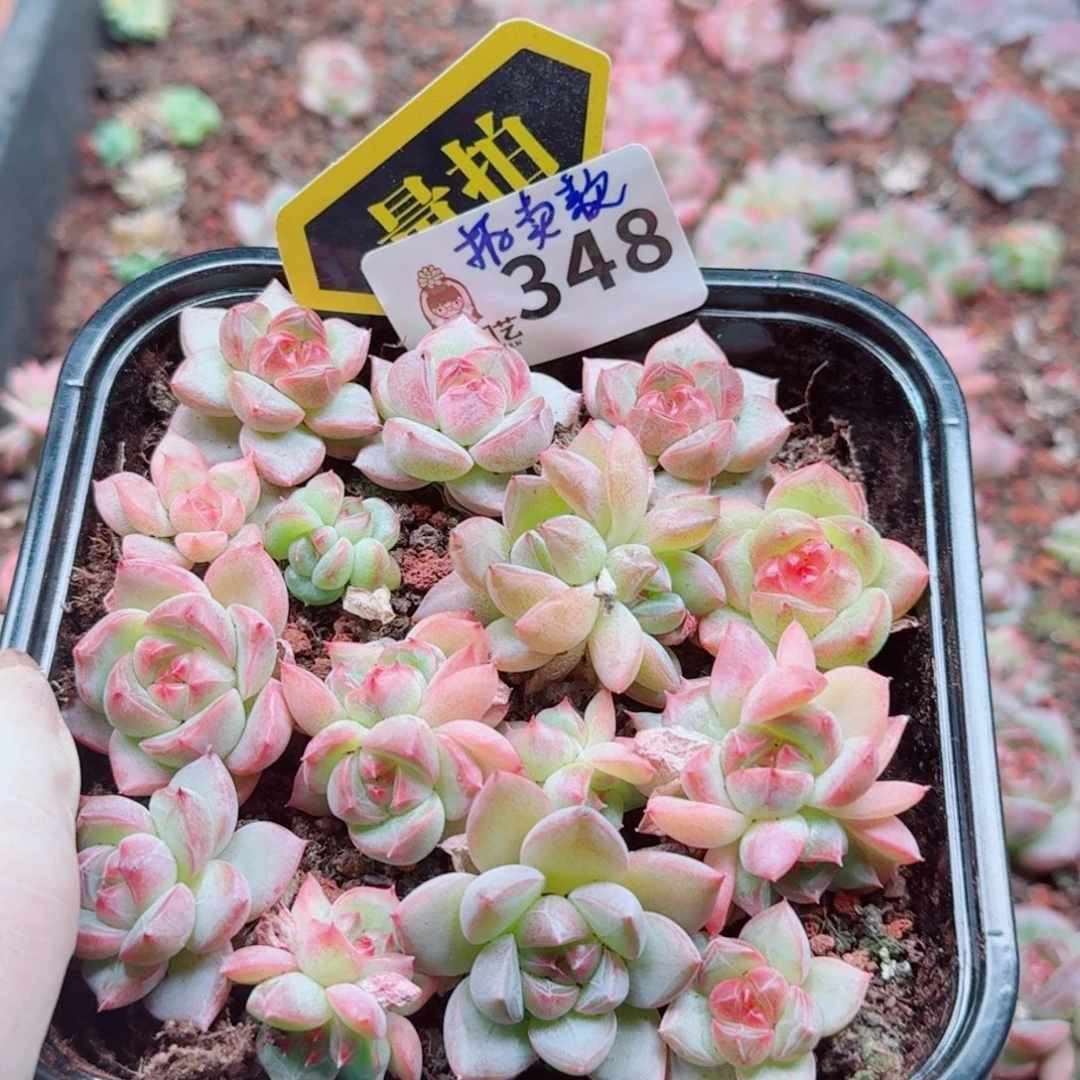 多肉植物多肉植物