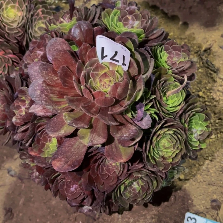 171花花公子多肉植物