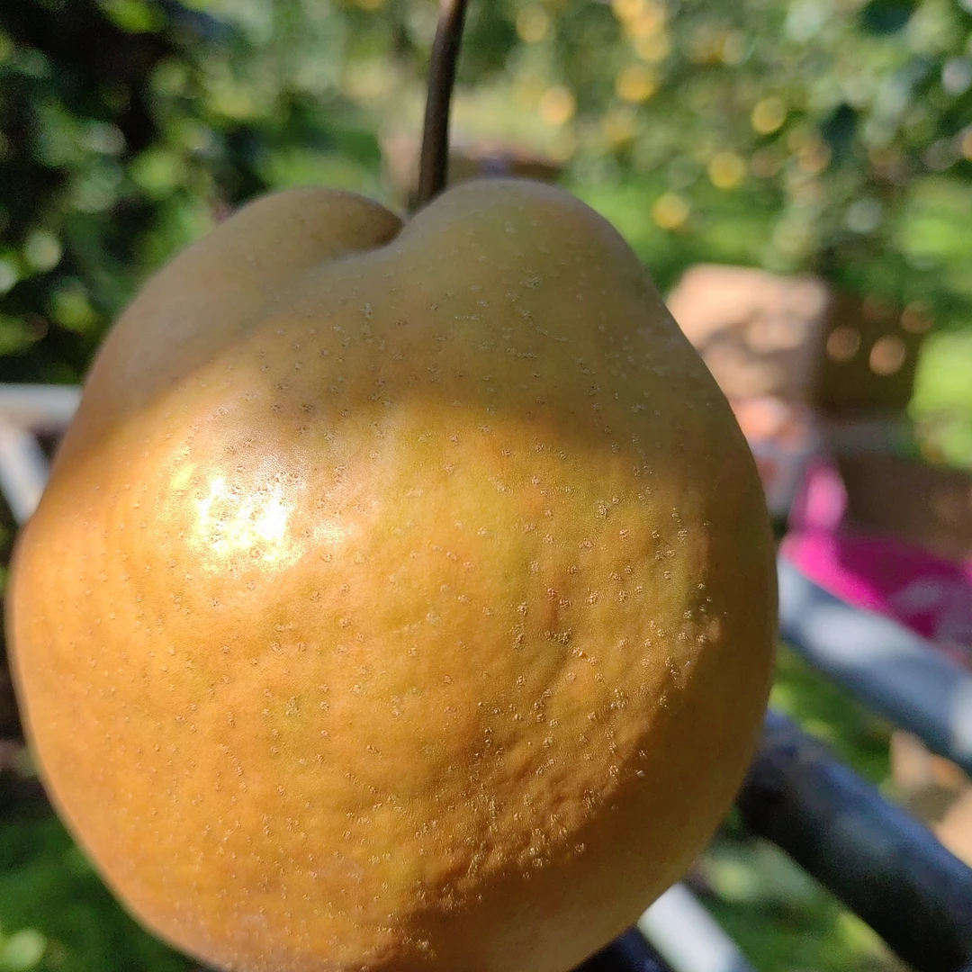 庄河金脆香梨5斤   香脆多汁