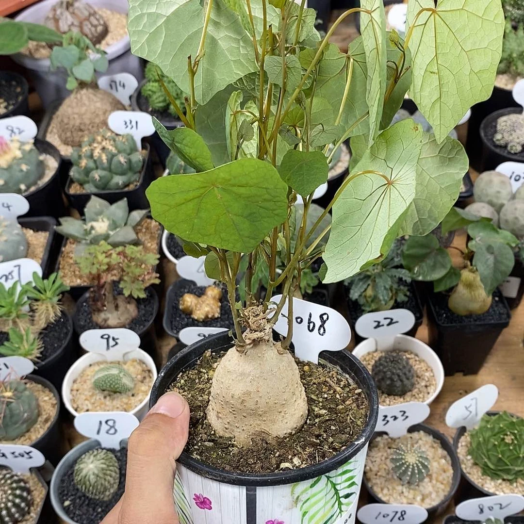 血藤山乌龟1068号5cm