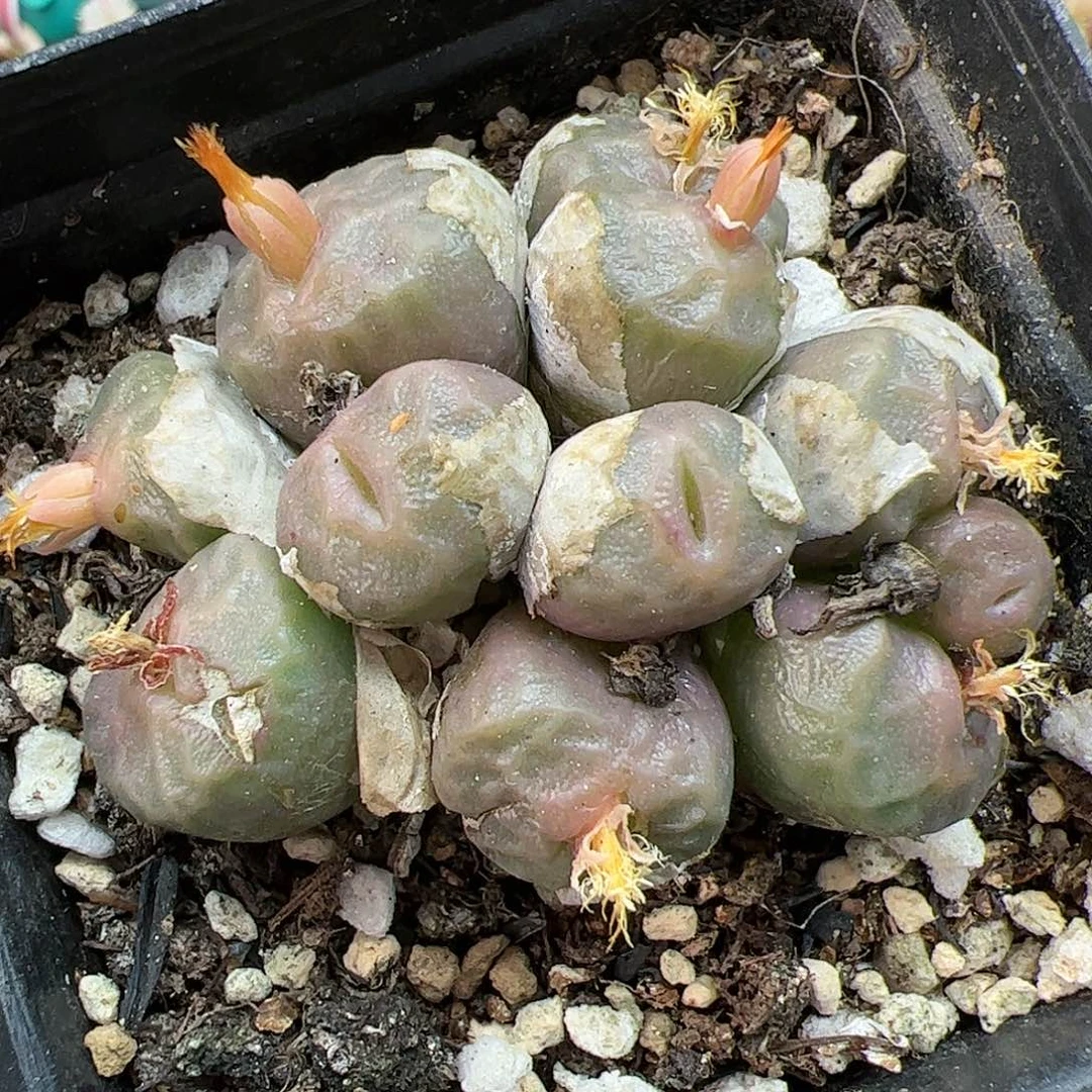 【闪购商品】63 双11返场