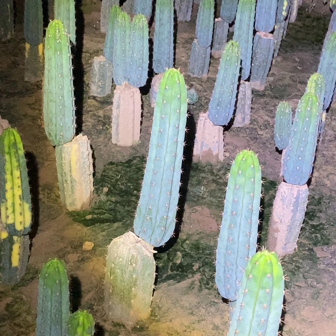 多闻柱枝条 20公分以上