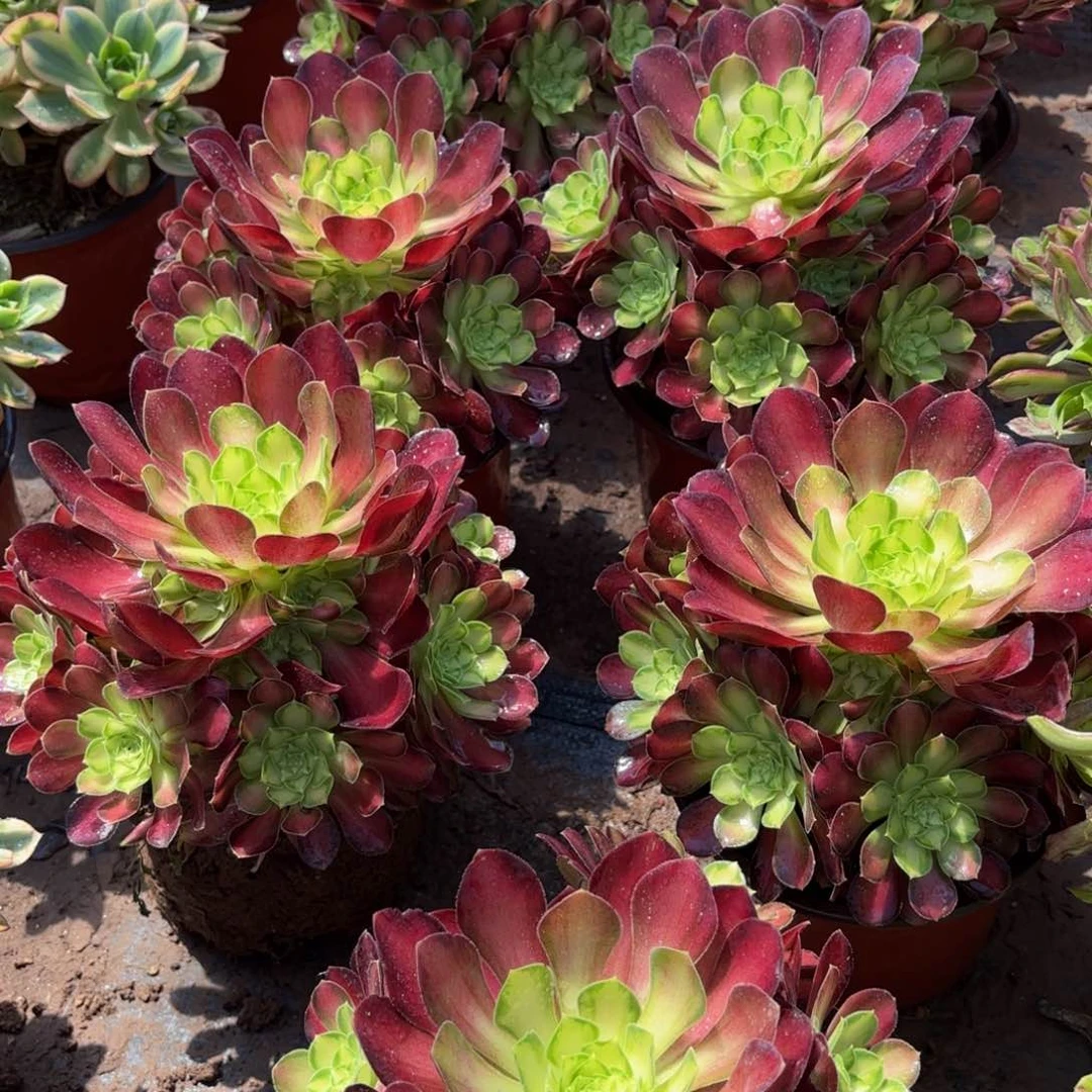 韶华9.9多肉植物