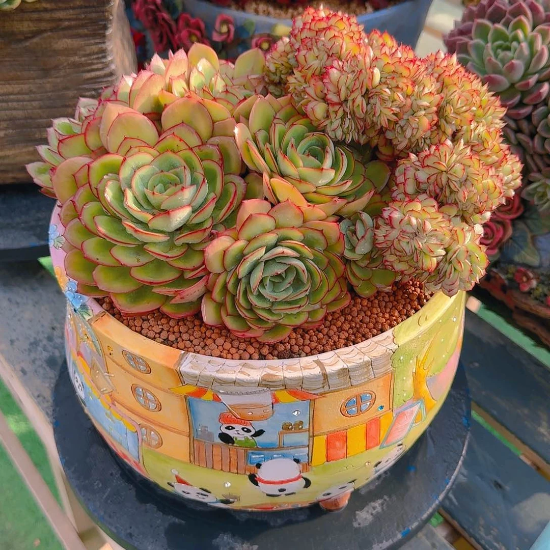 ?*然牡丹亭缀花精品多肉