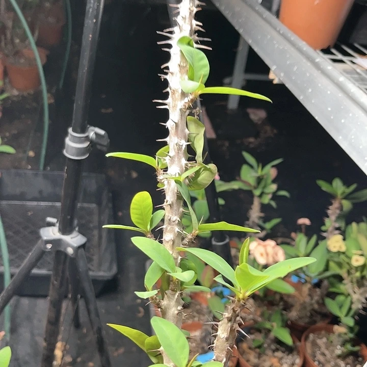 虎刺梅带根-夏梦25元