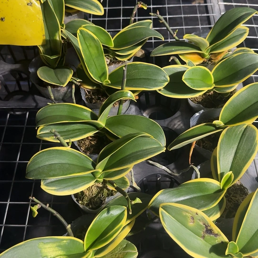 完全开放金边咖啡2.8寸