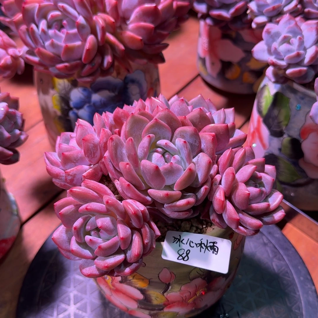 冰心秋雨橙梦露脱土发货