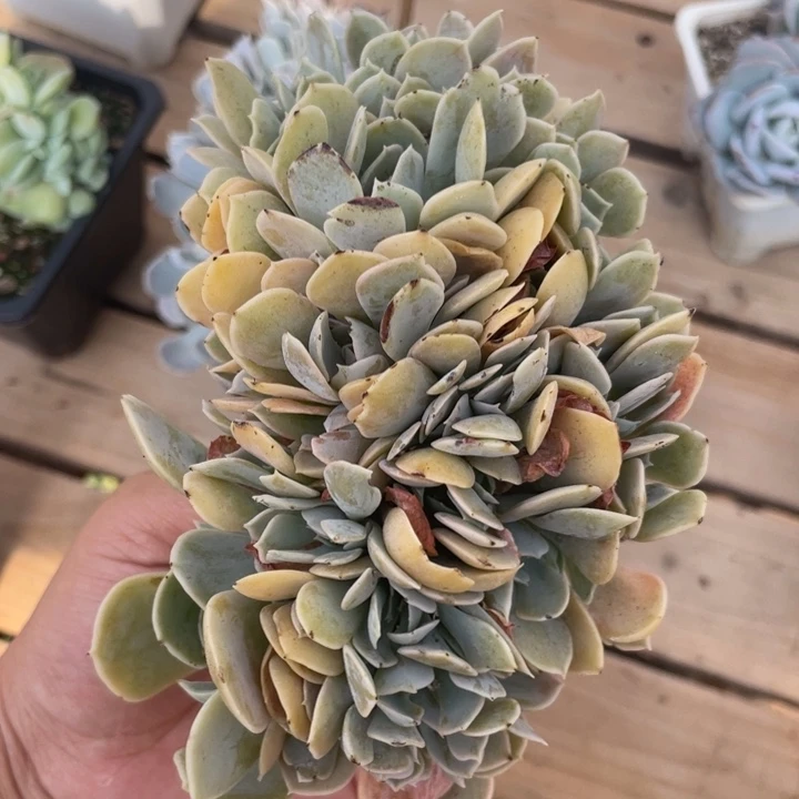 圣卡洛斯缀化，朵朵