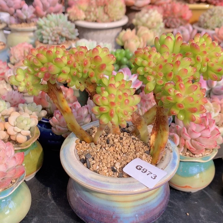 一物一拍含盆土满38包邮G973