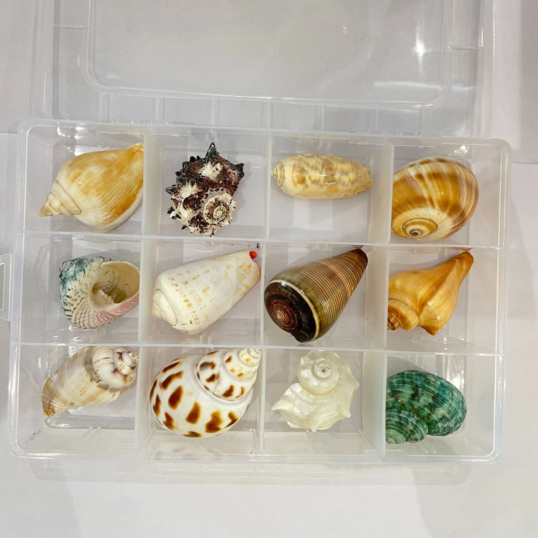 纯天然创意盒装贝壳