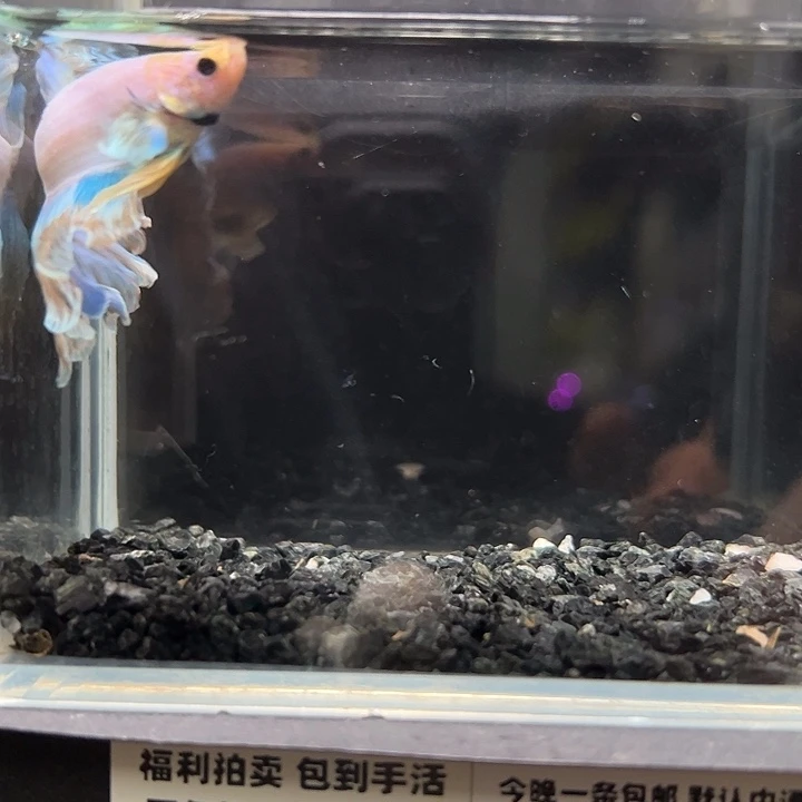 斗鱼跑单拉黑1 9日40