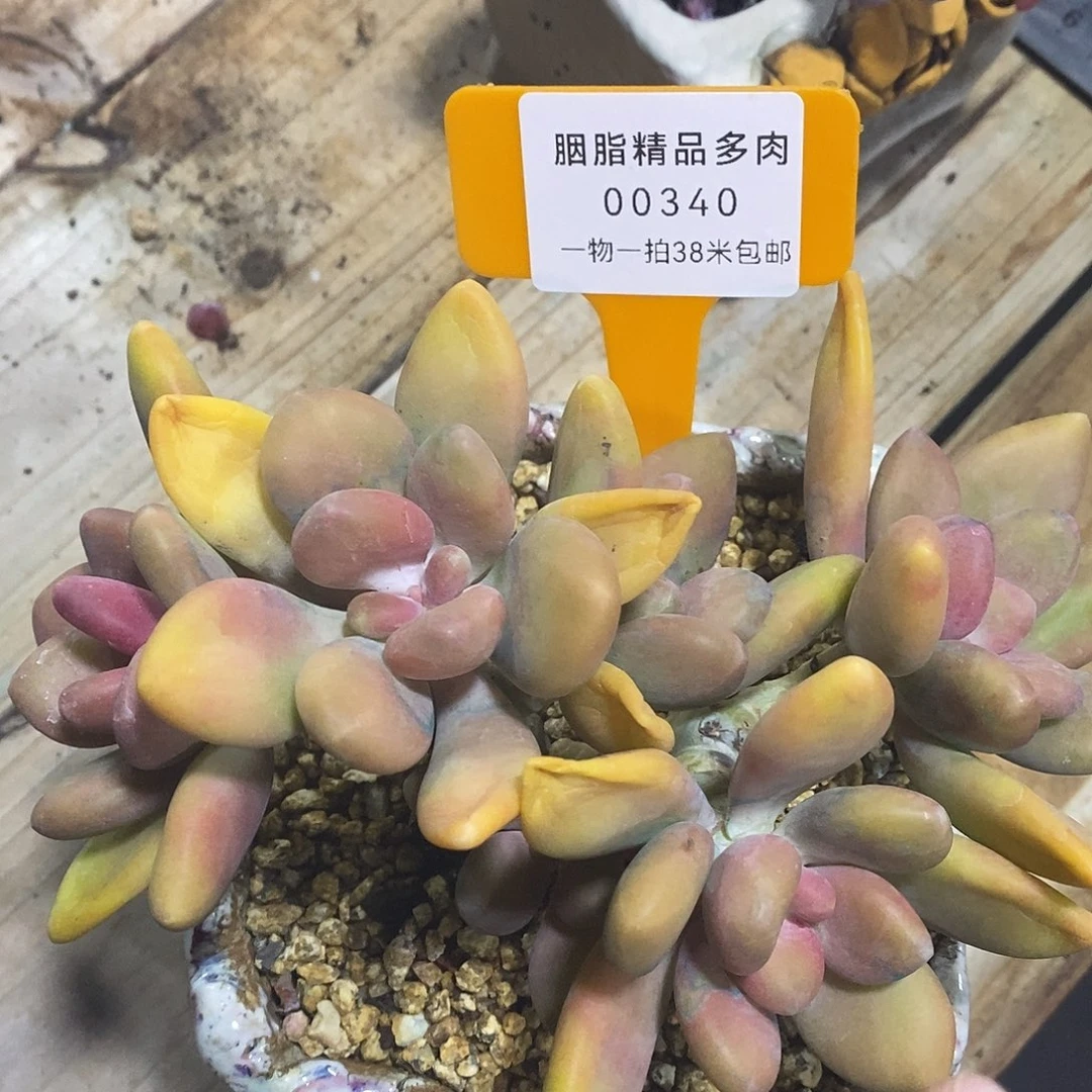 00340不然也LCD温莎咯宇