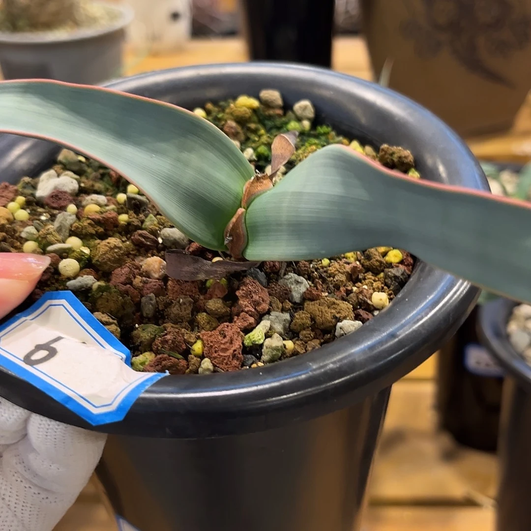 汤圆植物6百岁兰哈