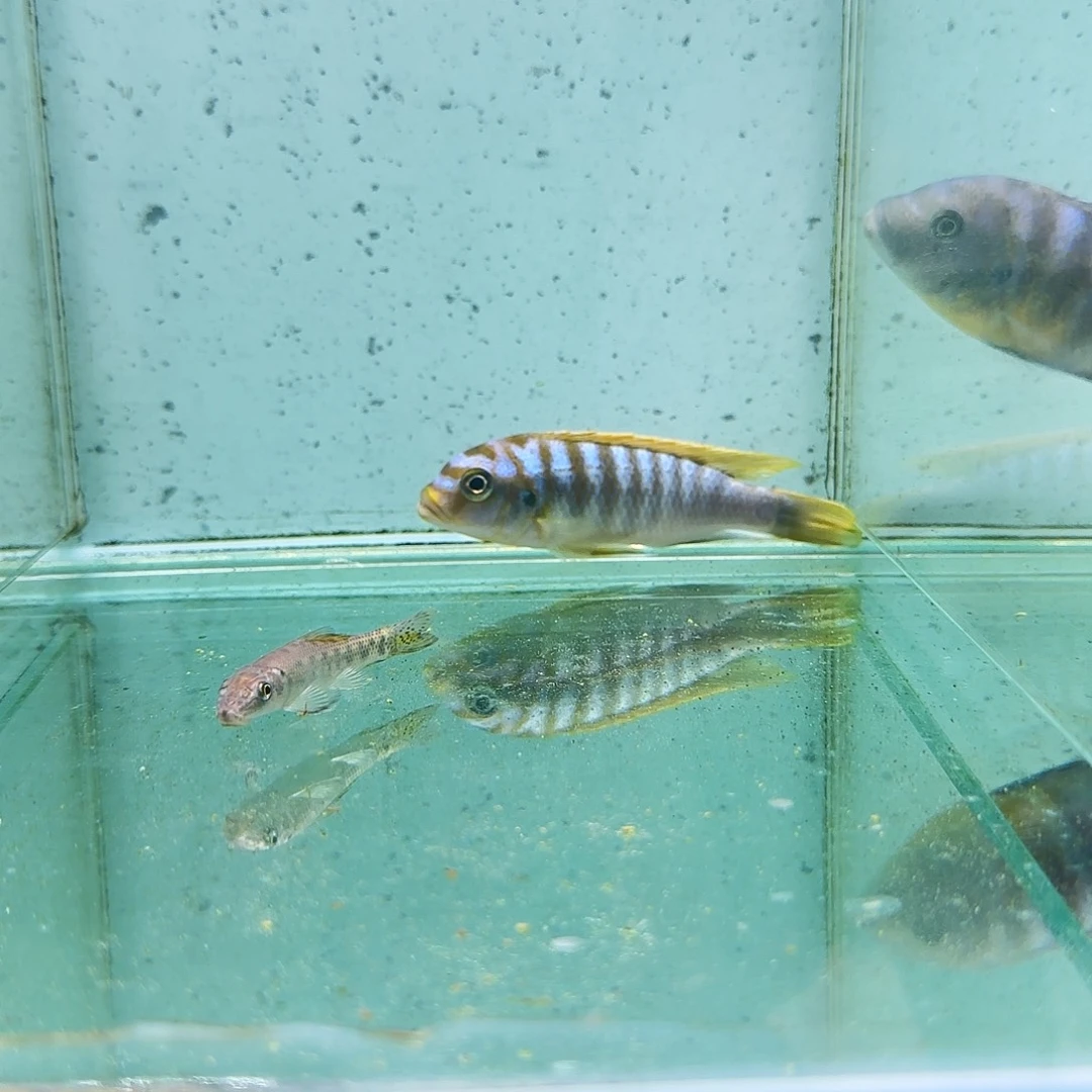 海水蓬勃斑马1064。
