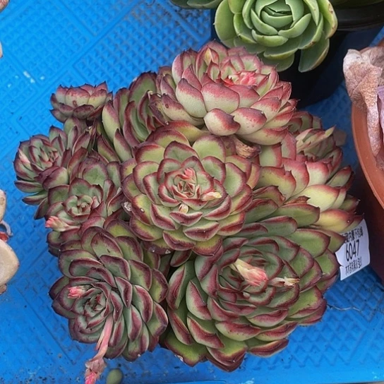 弯***福肉酱6047多肉