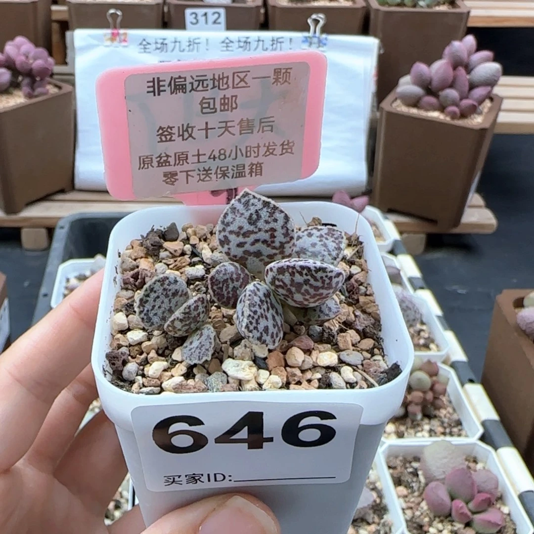 646皱叶马蛋多肉
