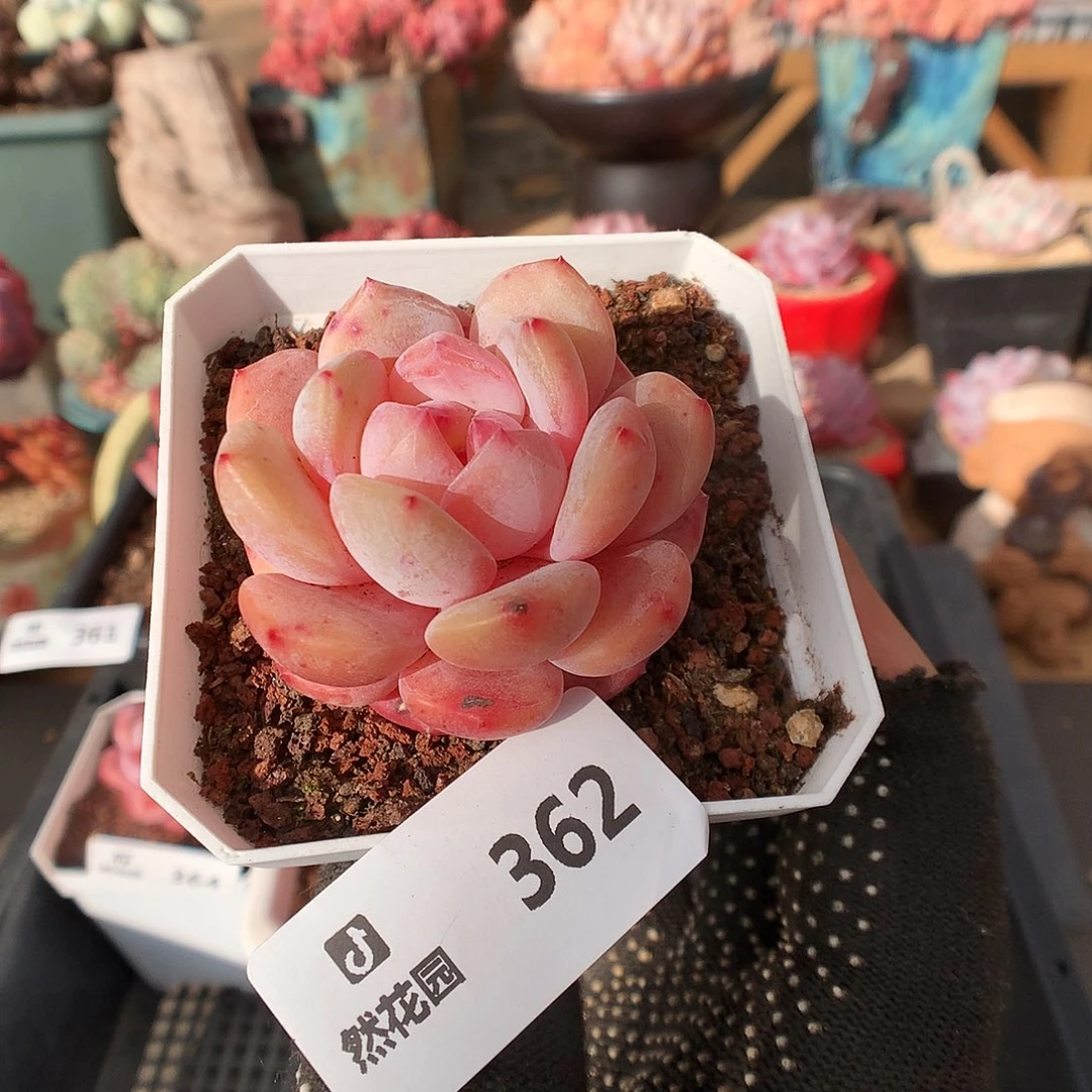 362星影多肉植物6666