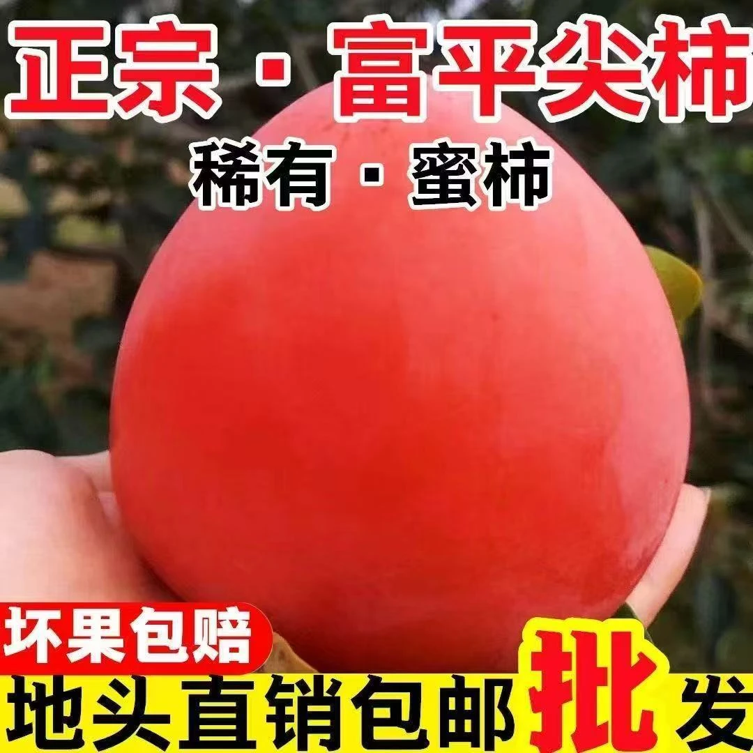 正宗富平尖柿子当季新鲜软糯香甜产地直发