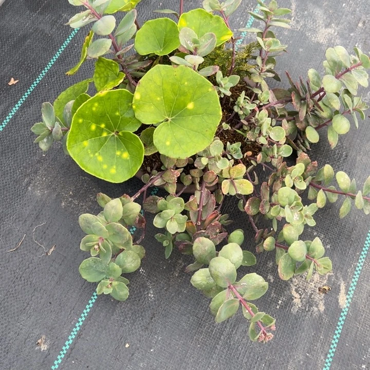 给***首无花朵盆栽植物盆栽
