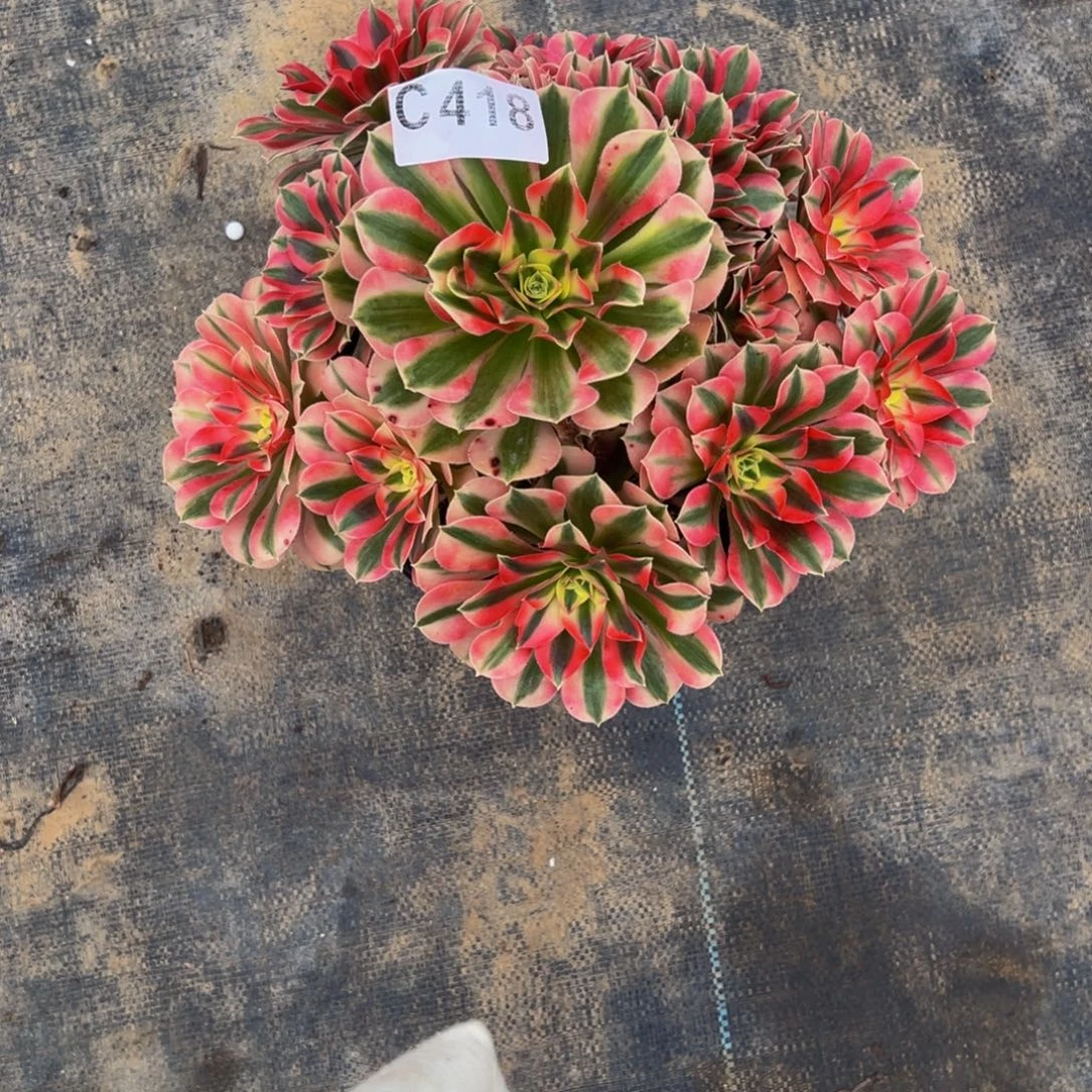 金***天无花朵粉女巫法师418