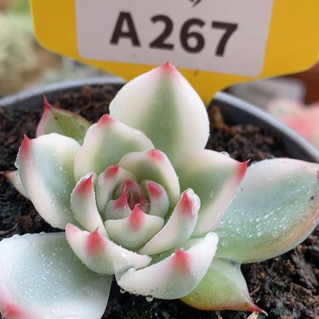 267哈哈哈哈哈哈哈哈哈