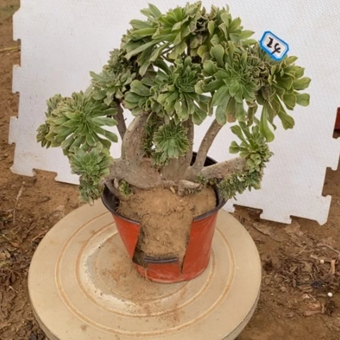 原始绿缀微瑕一物一拍