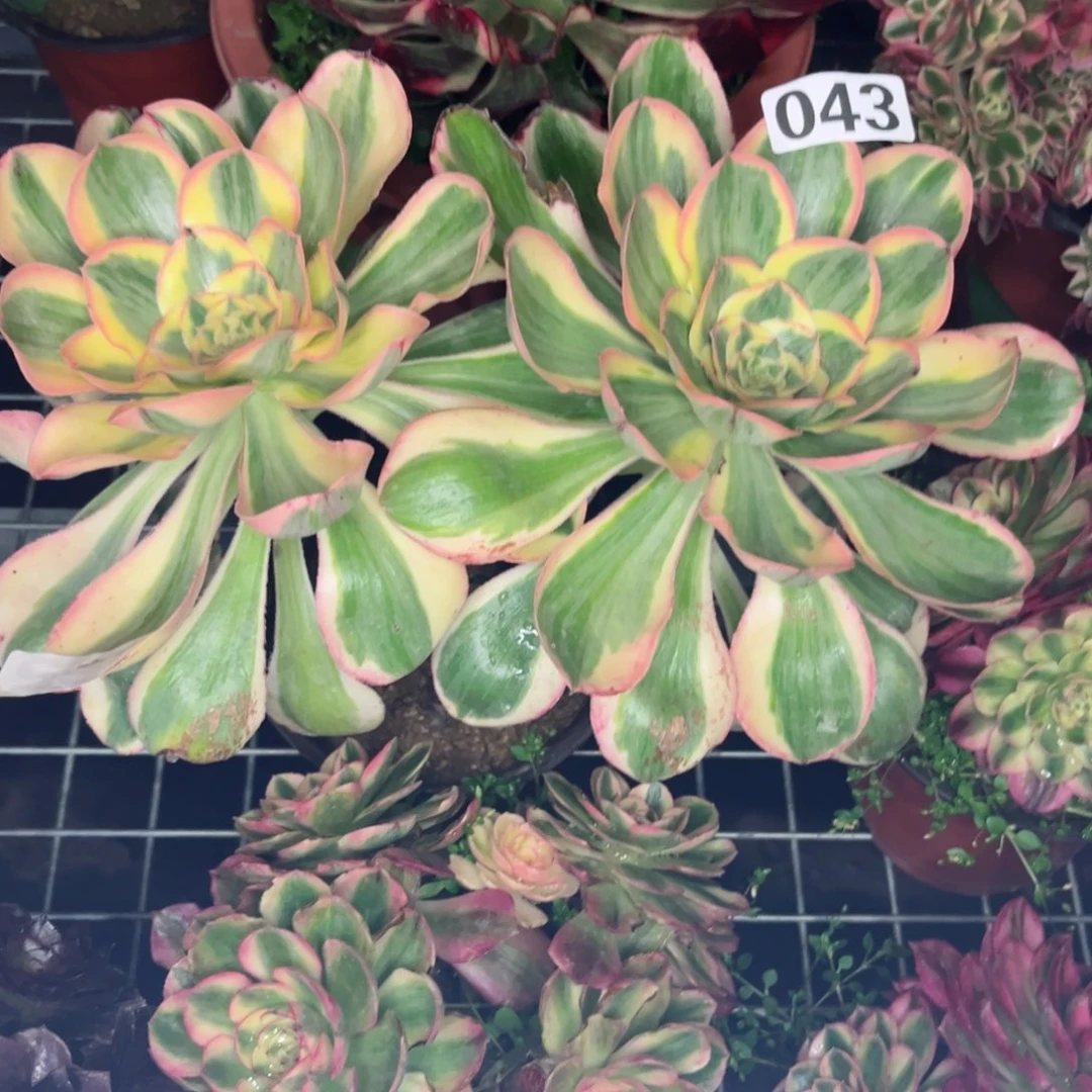 043燕姿锦多肉植物