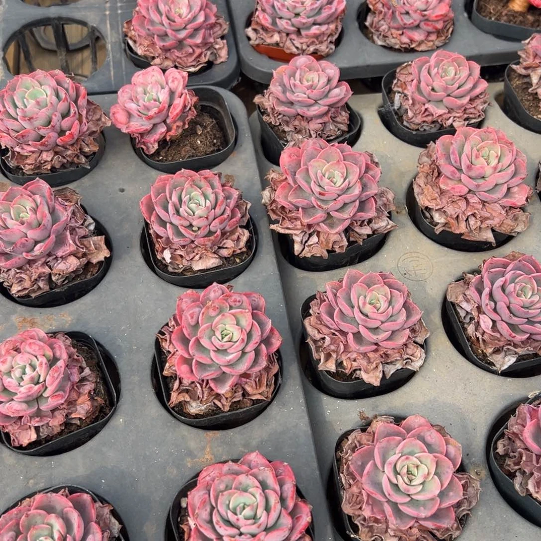 小雨滴，福利多多！