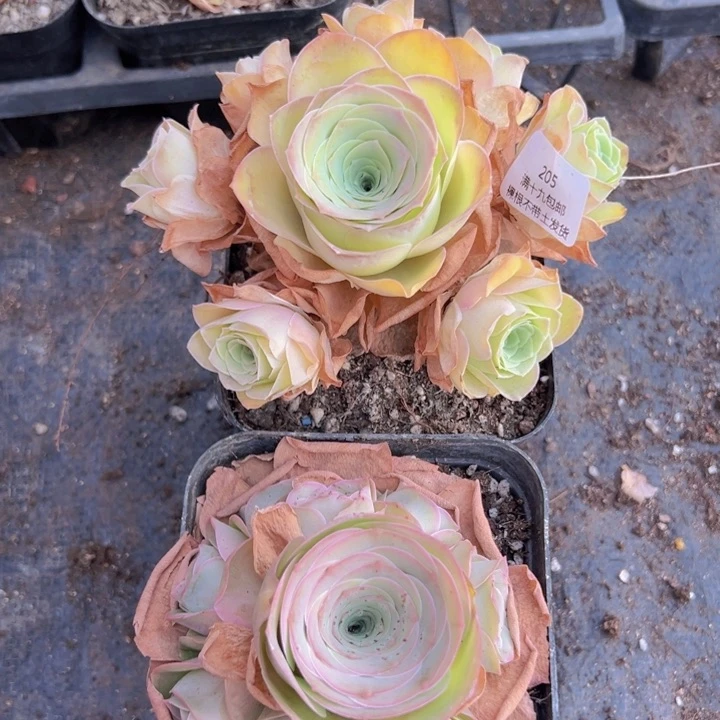 205 裸根不带土发货不包损