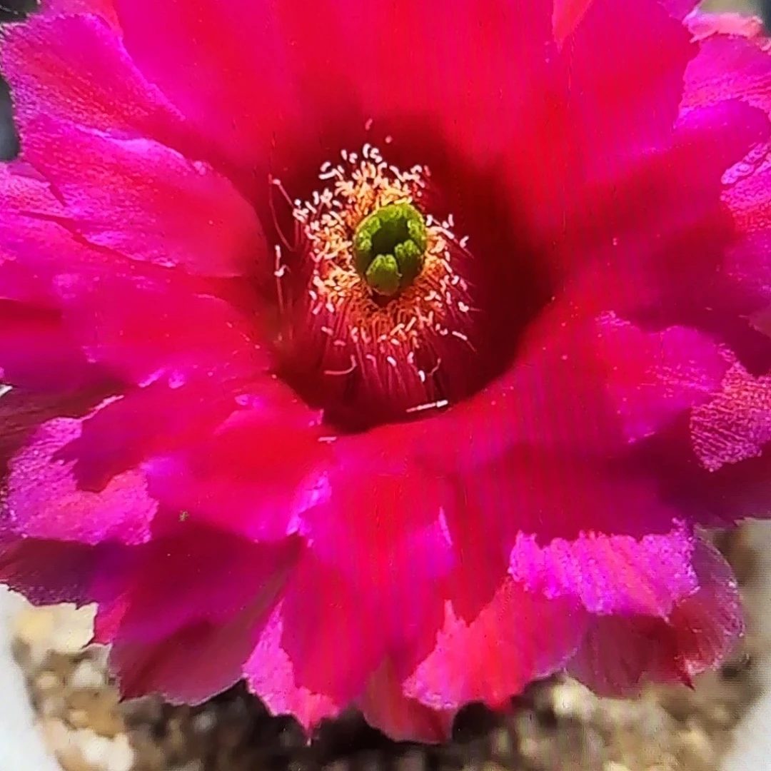 鲜红虾无根侧牙20包邮24