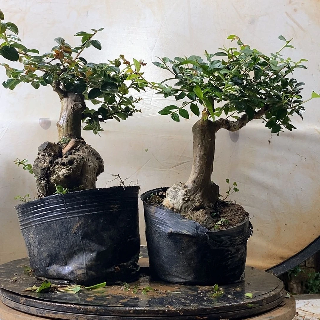 无花朵紫花紫薇年功老桩