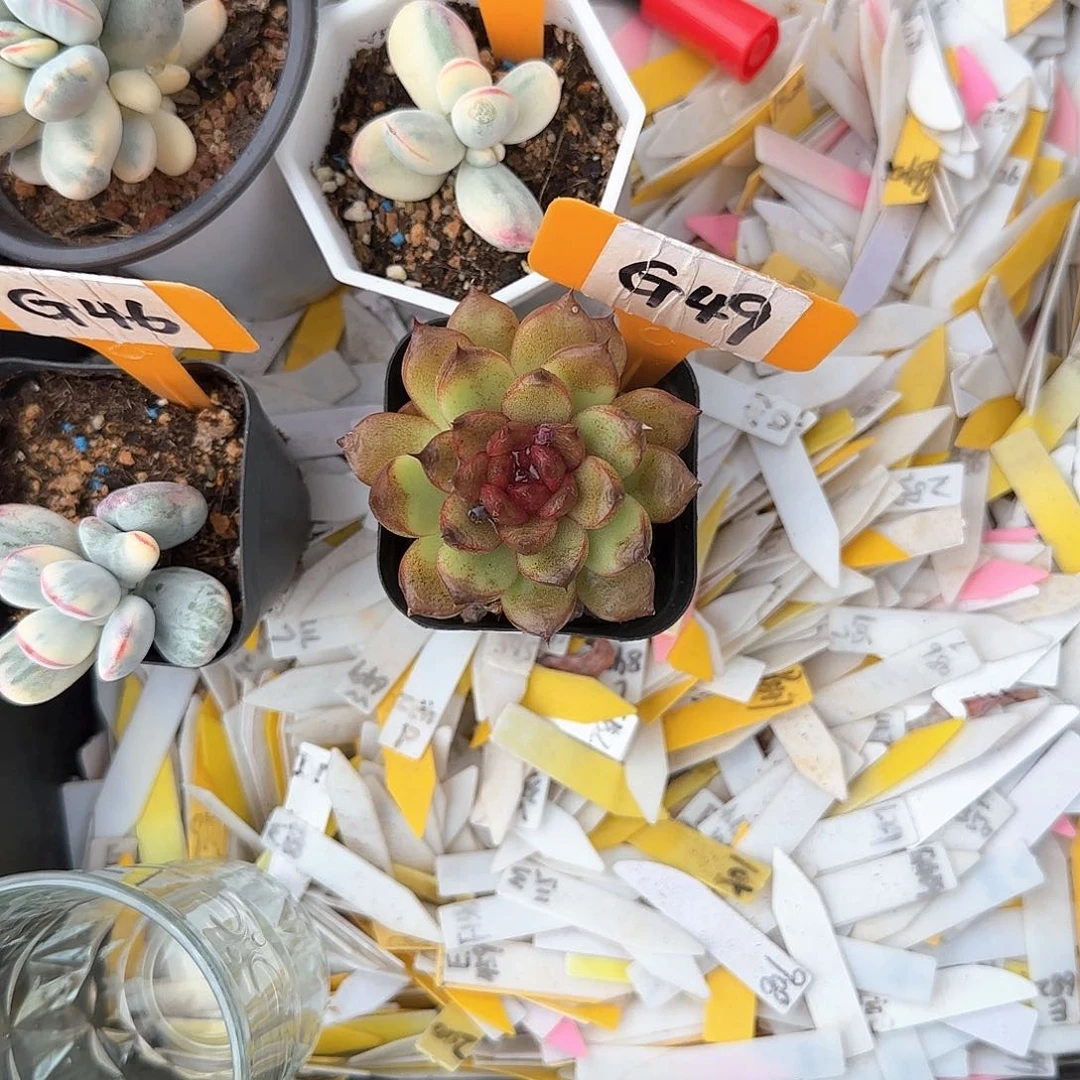 浅**凉G49紫水晶多肉