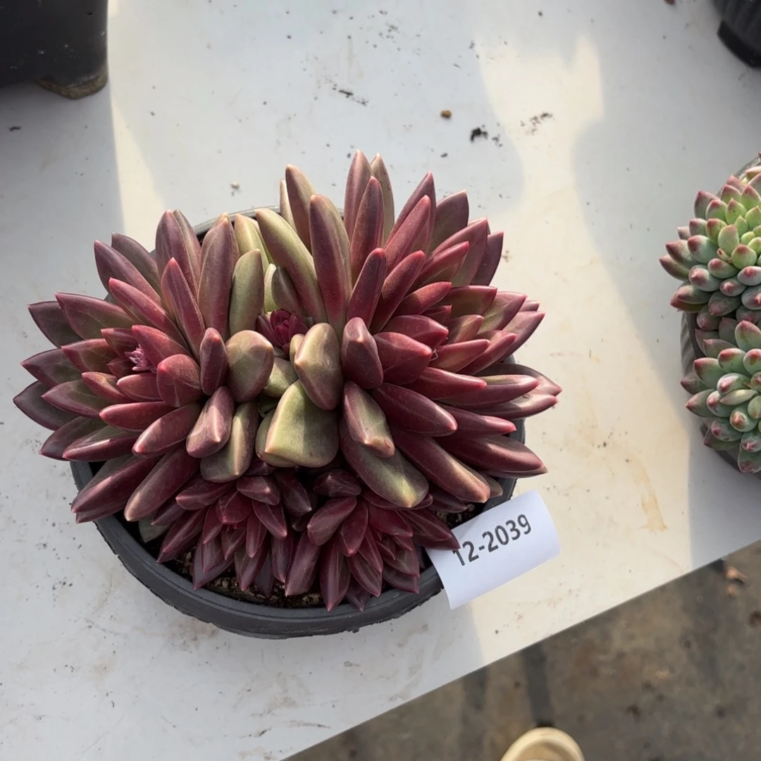 2039迷雾泡泡多肉植物